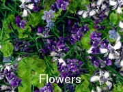 Seamless Texture: Flowers