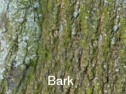 Bark001