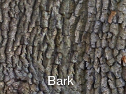 Bark002