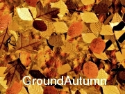 Ground Autumn